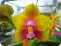 Phal. Lds Bear Queen C.T.L